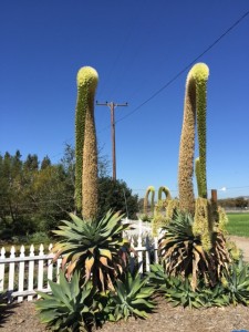 A view of two tall desert plants